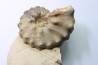 Mammites nodosoides - Turonien - Asfla – Goulmima – Maroc