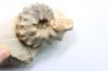 Mammites nodosoides - Turonien - Asfla – Goulmima – Maroc