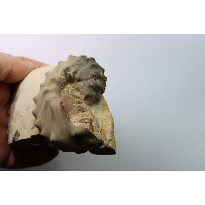 Mammites nodosoides - Turonien - Asfla – Goulmima – Maroc