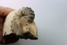 Mammites nodosoides - Turonien - Asfla – Goulmima – Maroc