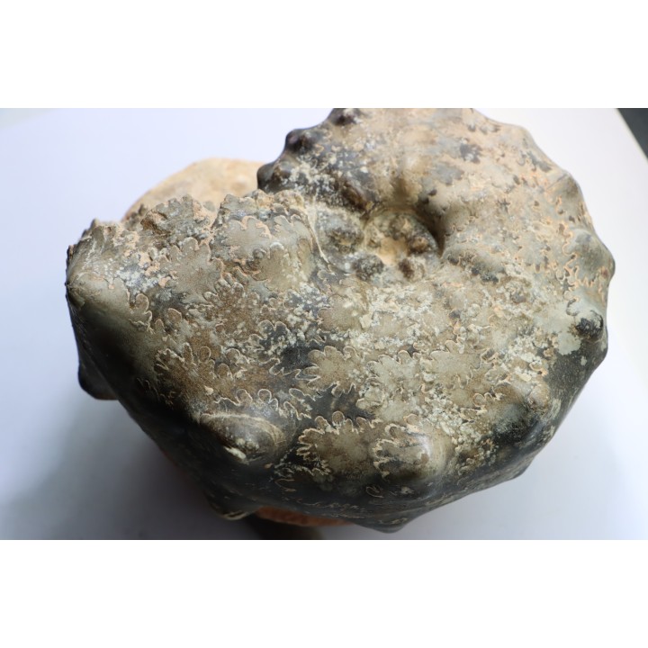 Mammites nodosoides - Turonien - Asfla – Goulmima – Maroc