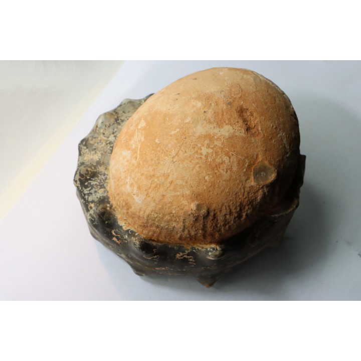 Mammites nodosoides - Turonien - Asfla – Goulmima – Maroc