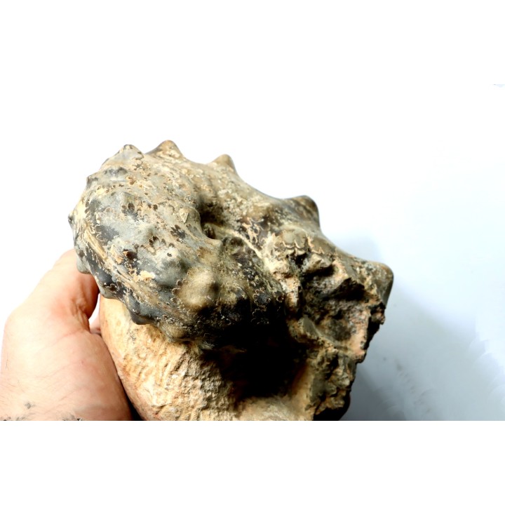 Mammites nodosoides - Turonien - Asfla – Goulmima – Maroc