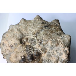 Mammites nodosoides - Turonien - Asfla – Goulmima – Maroc