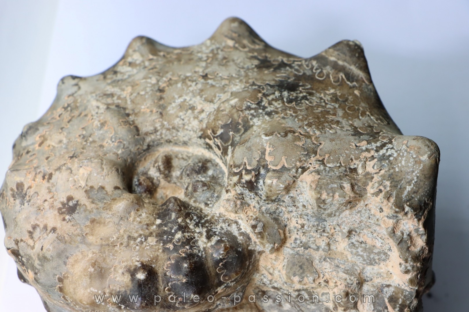 Mammites nodosoides - Turonien - Asfla – Goulmima – Maroc