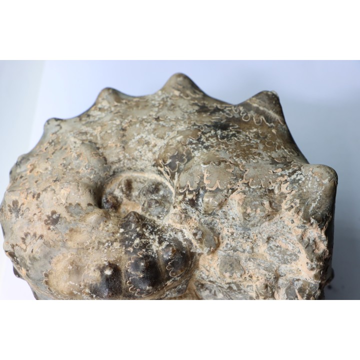 Mammites nodosoides - Turonien - Asfla – Goulmima – Maroc