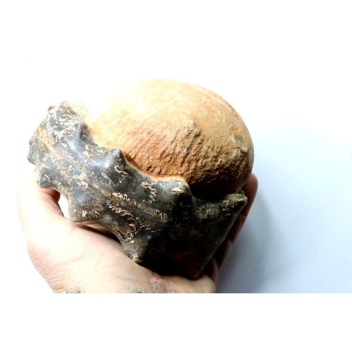 Mammites nodosoides - Turonien - Asfla – Goulmima – Maroc