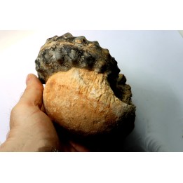Mammites nodosoides - Turonien - Asfla – Goulmima – Maroc