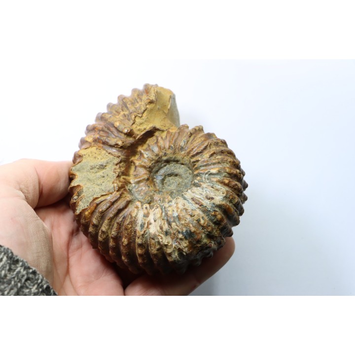 DOUVILLEICERAS MAMILLATUM - Albien - Aube -FRANCE