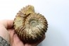 DOUVILLEICERAS MAMILLATUM - Albien - Aube -FRANCE