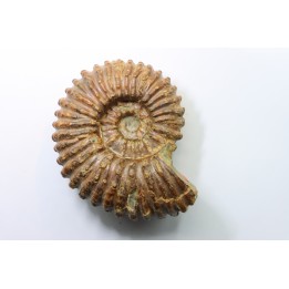 DOUVILLEICERAS MAMILLATUM - Albien - Aube -FRANCE