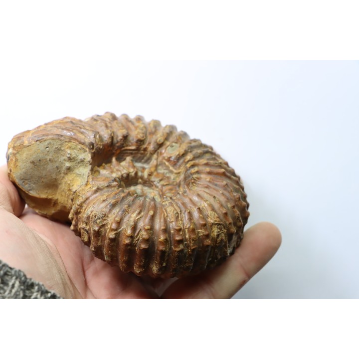 DOUVILLEICERAS MAMILLATUM - Albien - Aube -FRANCE