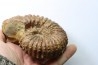 DOUVILLEICERAS MAMILLATUM - Albien - Aube -FRANCE