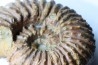DOUVILLEICERAS MAMILLATUM - Albien - Aube -FRANCE