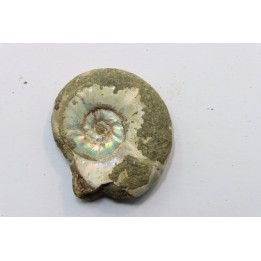 Pusozia mozambica // Albian // Mahajanga area - MADAGASCAR