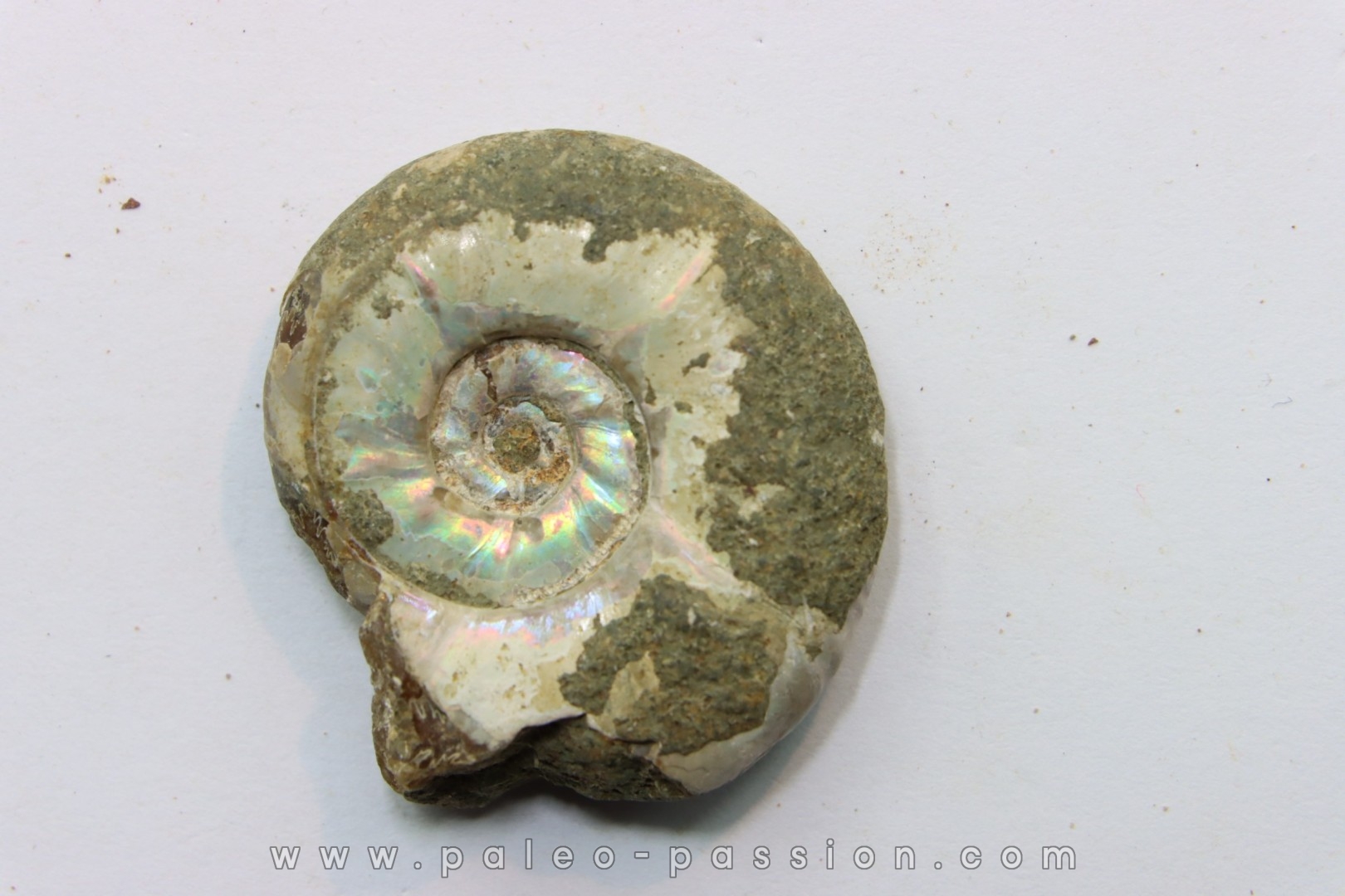 Pusozia mozambica // Albian // Mahajanga area - MADAGASCAR