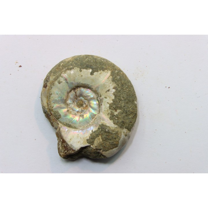 Pusozia mozambica // Albien //Région de Mahajanga - MADAGASCAR