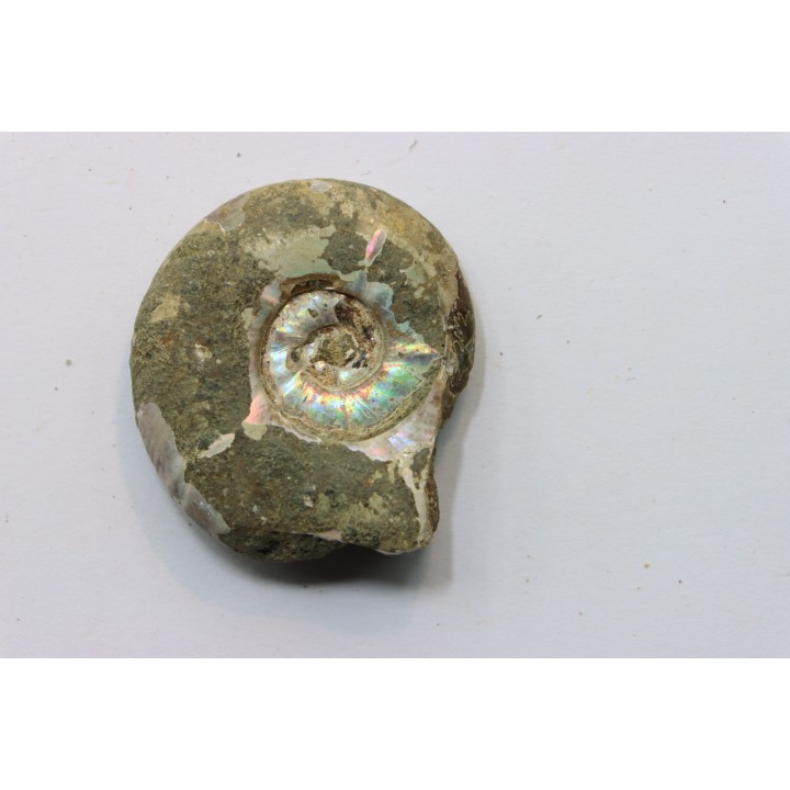 Pusozia mozambica // Albien //Région de Mahajanga - MADAGASCAR