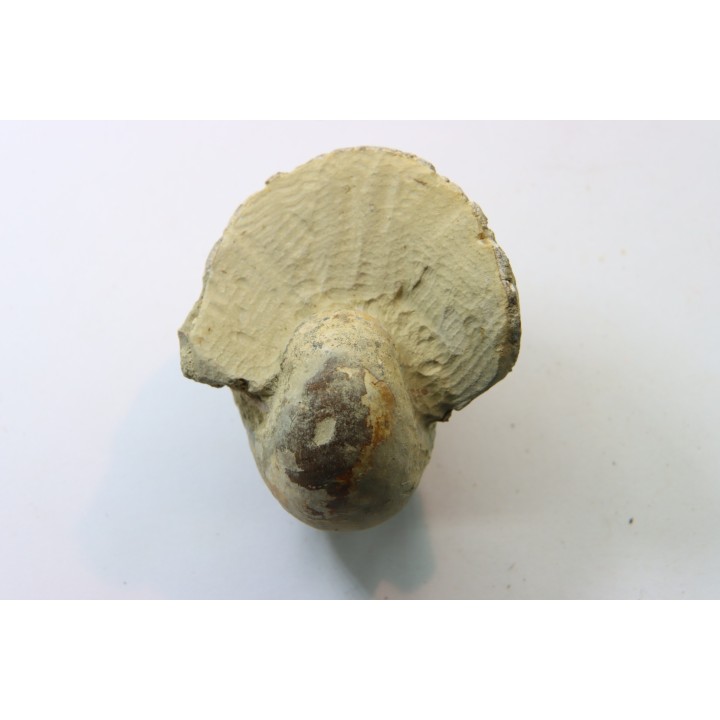 nautilus CYMATOCERAS BOUCHARDIANUS - Albian - Le Gaty, Aube, FRANCE