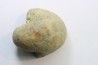 nautile: CYMATOCERAS BOUCHARDIANUS - Albien - Le Gaty, Aube, FRANCE