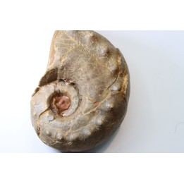 Metacoceras cornatum - pennsylvanian - TEXAS, USA
