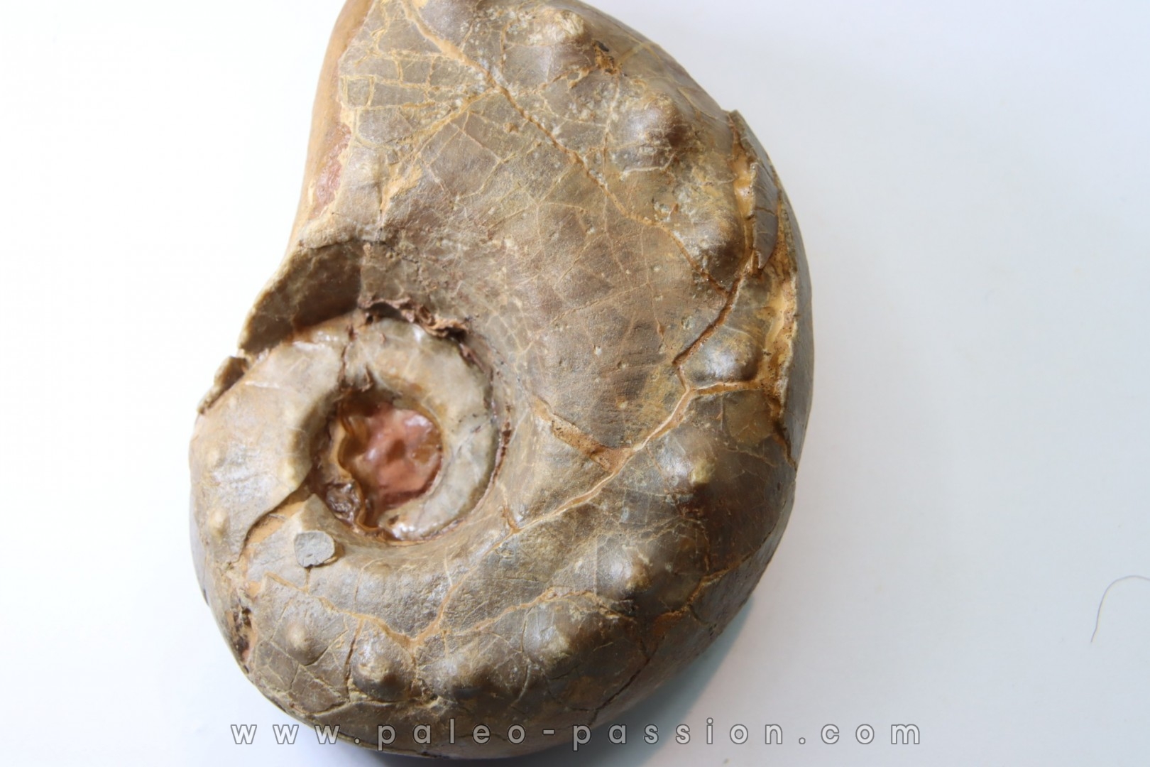 Metacoceras cornatum - pennsylvanien - TEXAS, USA