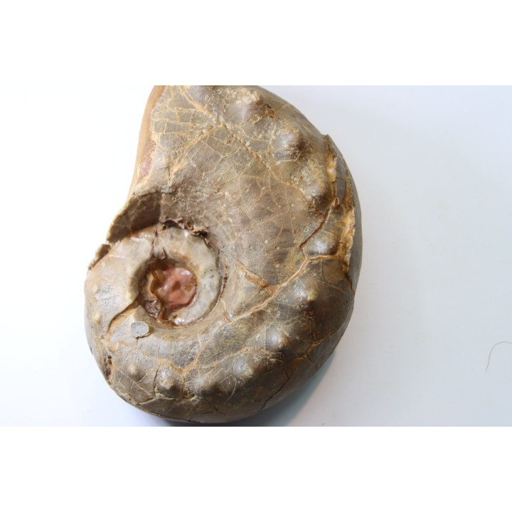 Metacoceras cornatum - pennsylvanian - TEXAS, USA