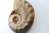 Metacoceras cornatum - pennsylvanian - TEXAS, USA