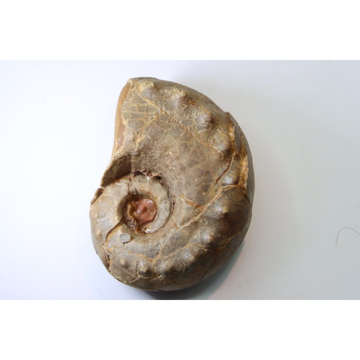 Metacoceras cornatum - pennsylvanian - TEXAS, USA