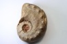 Metacoceras cornatum - pennsylvanien - TEXAS, USA