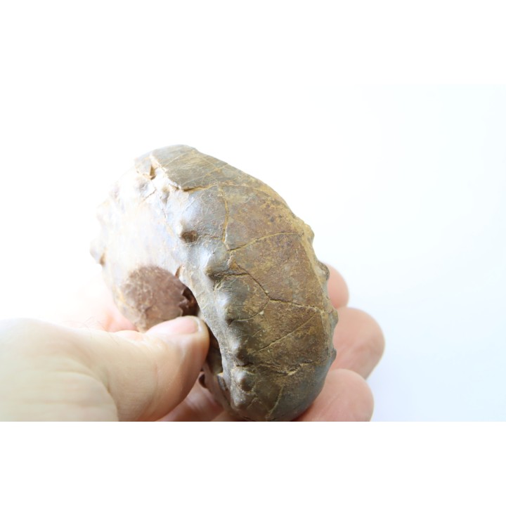 Metacoceras cornatum - pennsylvanien - TEXAS, USA