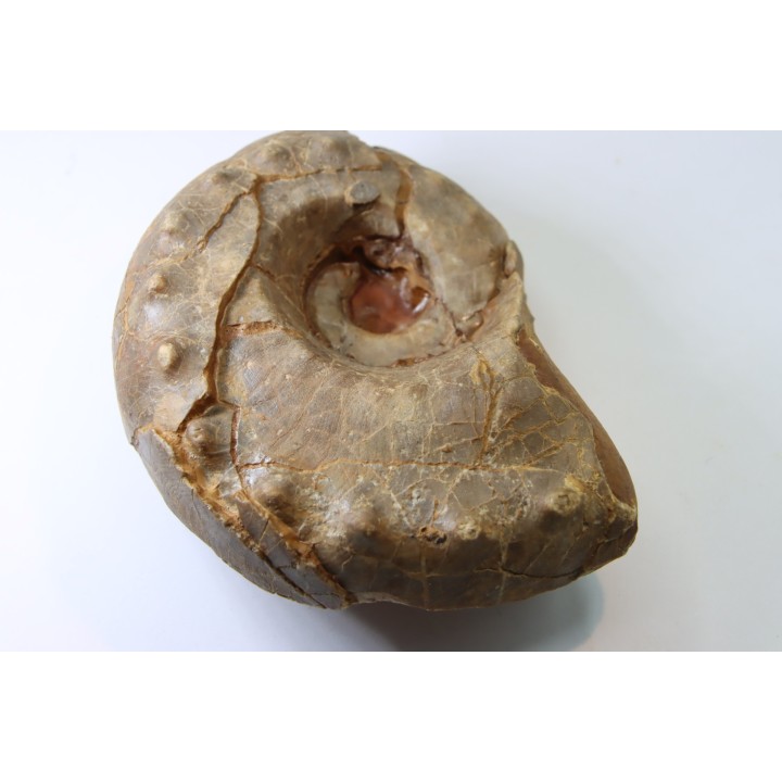 Metacoceras cornatum - pennsylvanian - TEXAS, USA