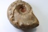 Metacoceras cornatum - pennsylvanien - TEXAS, USA