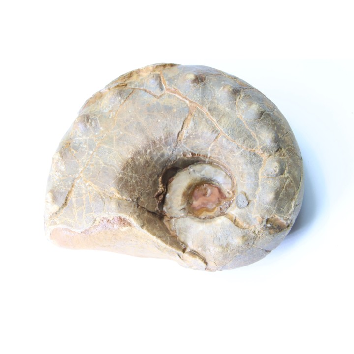 Metacoceras cornatum - pennsylvanian - TEXAS, USA