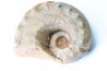 Metacoceras cornatum - pennsylvanian - TEXAS, USA