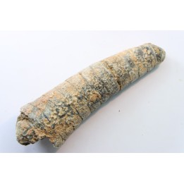 orthoceras: Michelinoceras michelini - givétian - Erfoud, Morocco