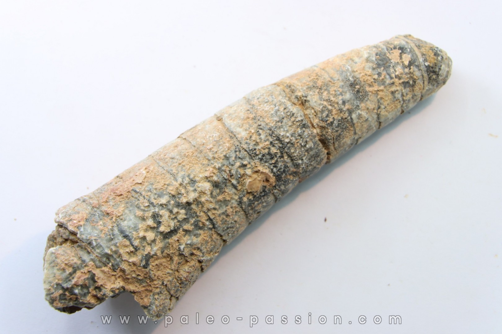 orthoceras: Michelinoceras michelini - givétien - Erfoud, Maroc