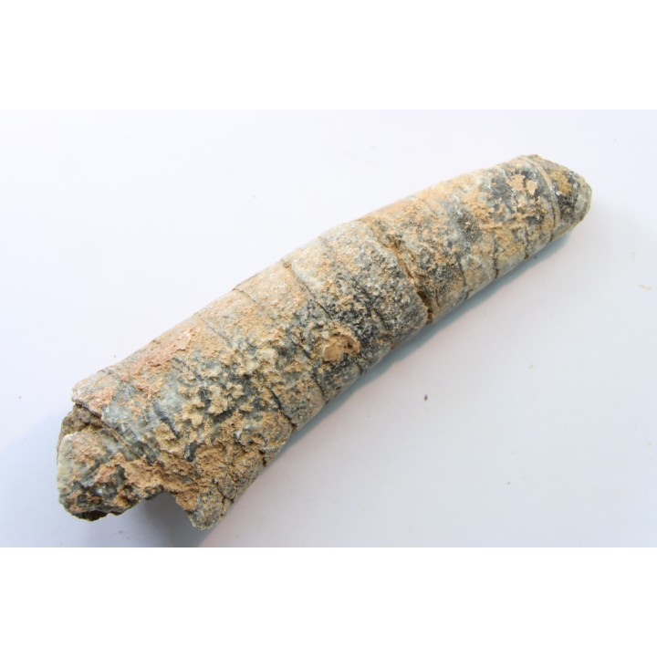 orthoceras: Michelinoceras michelini - givétian - Erfoud, Morocco