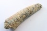 orthoceras: Michelinoceras michelini - givétian - Erfoud, Morocco