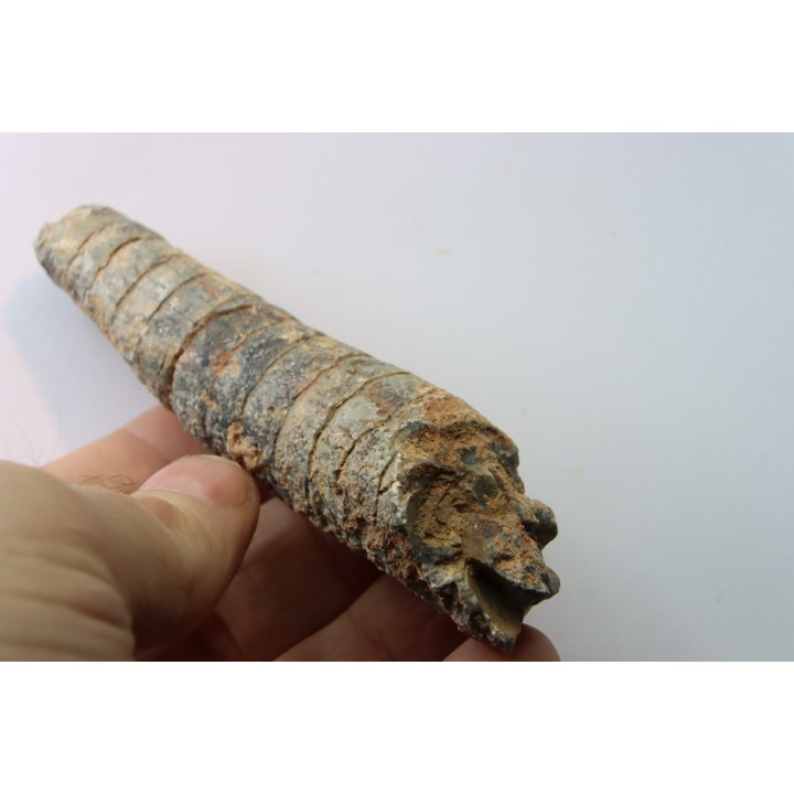 orthoceras: Michelinoceras michelini - givétian - Erfoud, Morocco