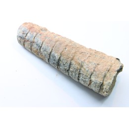 orthoceras: Michelinoceras michelini - givétien - Erfoud, Maroc