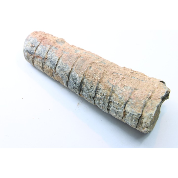 orthoceras: Michelinoceras michelini - givétien - Erfoud, Maroc