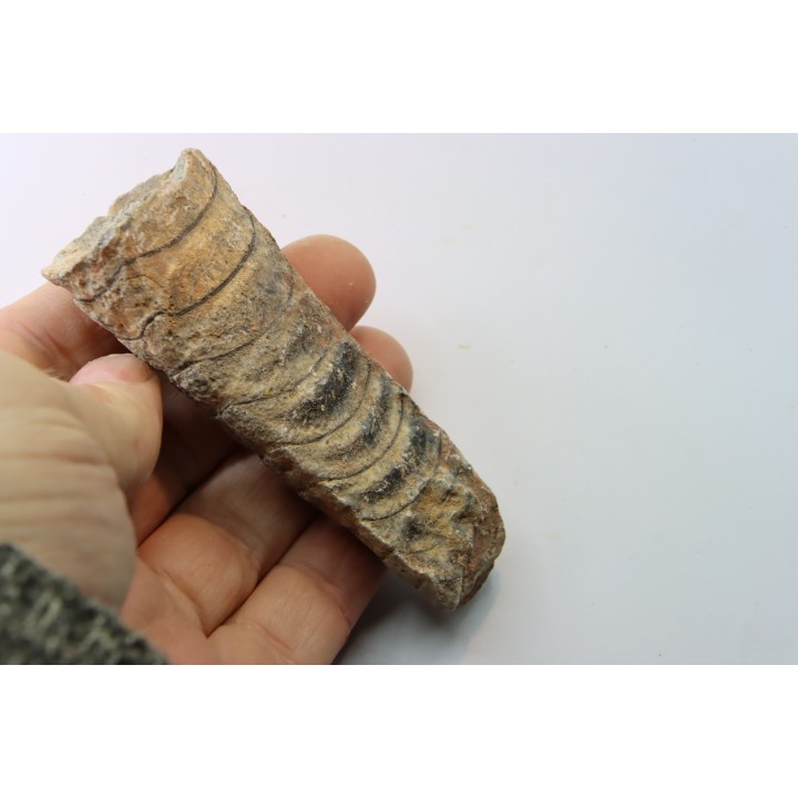 orthoceras: Michelinoceras michelini - givétian - Erfoud, Morocco