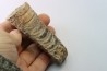 orthoceras: Michelinoceras michelini - givétien - Erfoud, Maroc