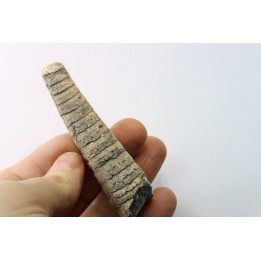 orthoceras: Michelinoceras michelini - givétien - Erfoud, Maroc