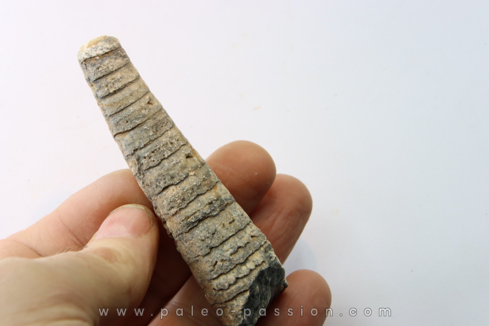 orthoceras: Michelinoceras michelini - givétien - Erfoud, Maroc