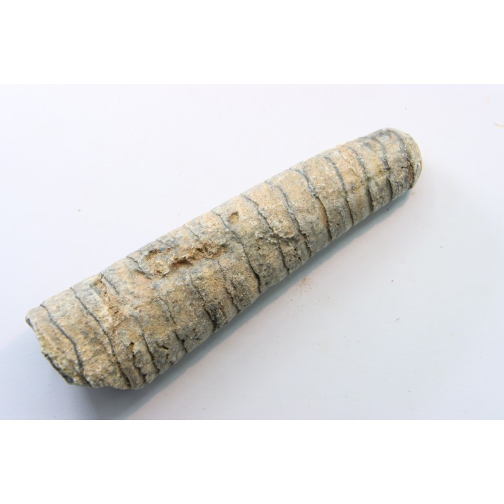 orthoceras: Michelinoceras michelini - givétien - Erfoud, Maroc