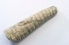 orthoceras: Michelinoceras michelini - givétian - Erfoud, Morocco