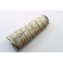 orthoceras: Michelinoceras michelini - givétian - Erfoud, Morocco