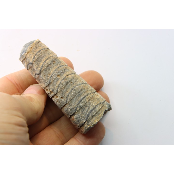 orthoceras: Michelinoceras michelini - givétien - Erfoud, Maroc